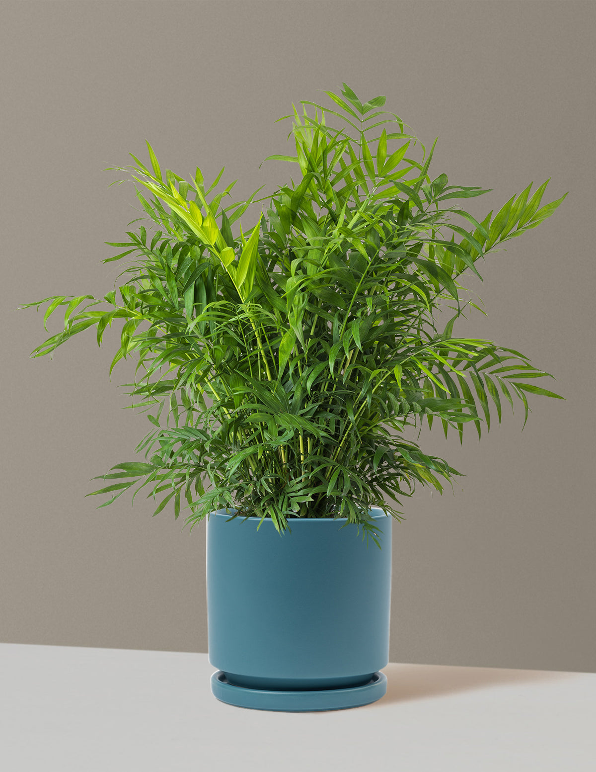 Parlor Palm