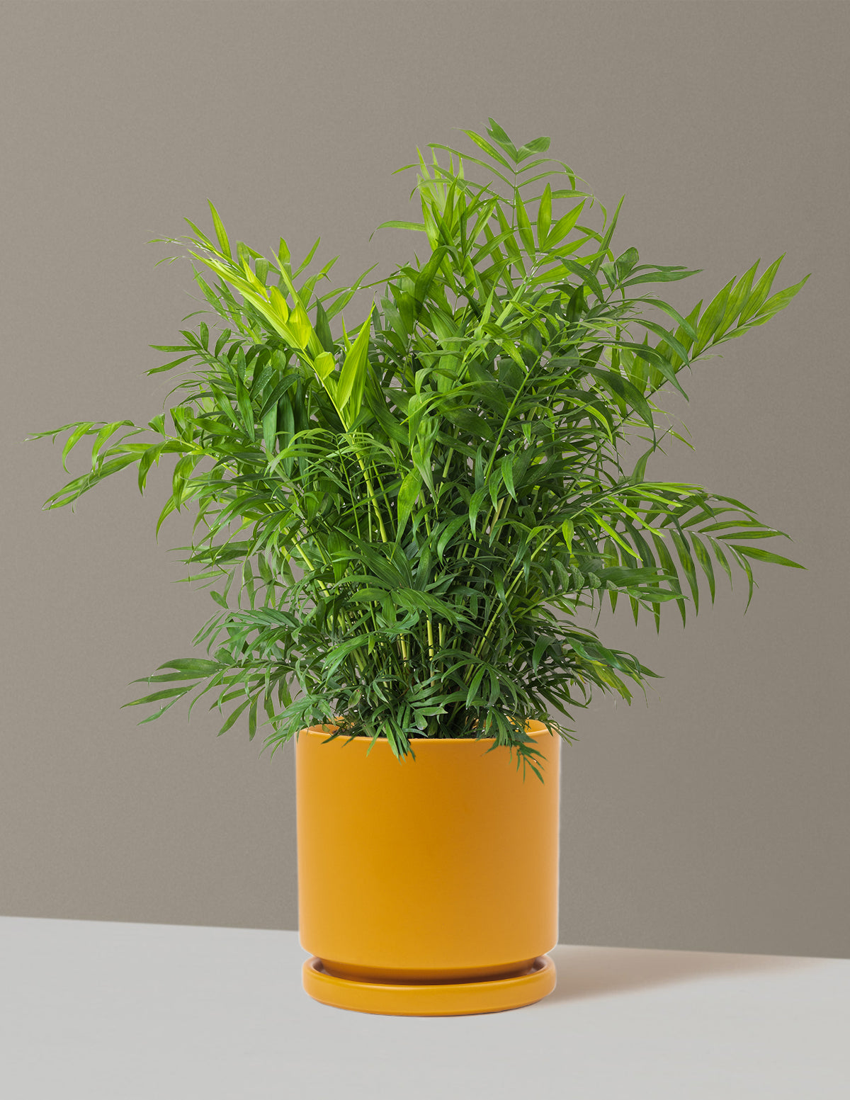 Parlor Palm