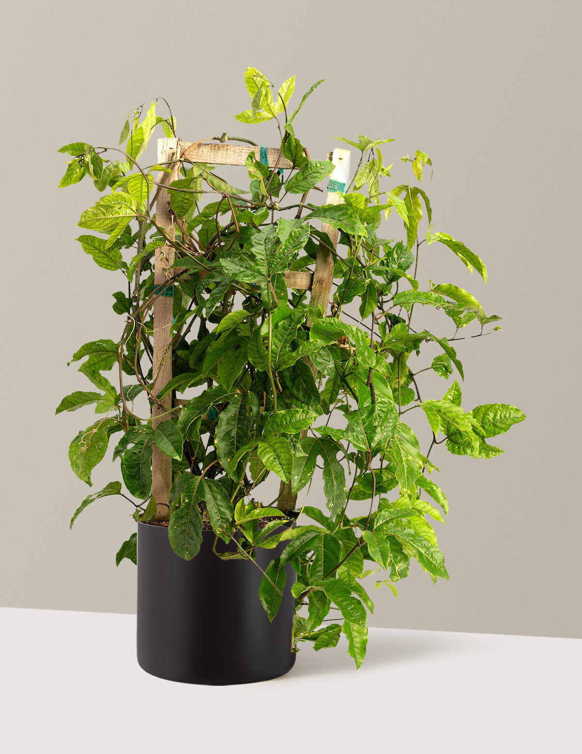 Passion Fruit Vine