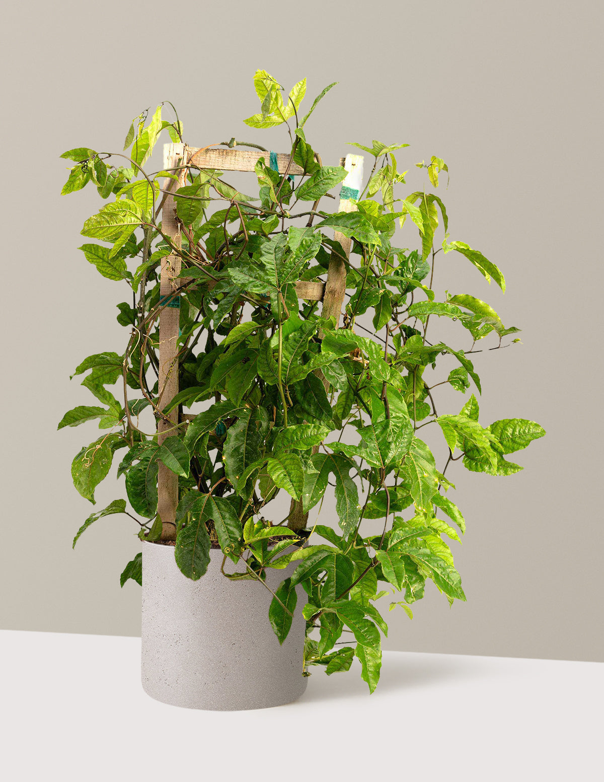 Passion Fruit Vine