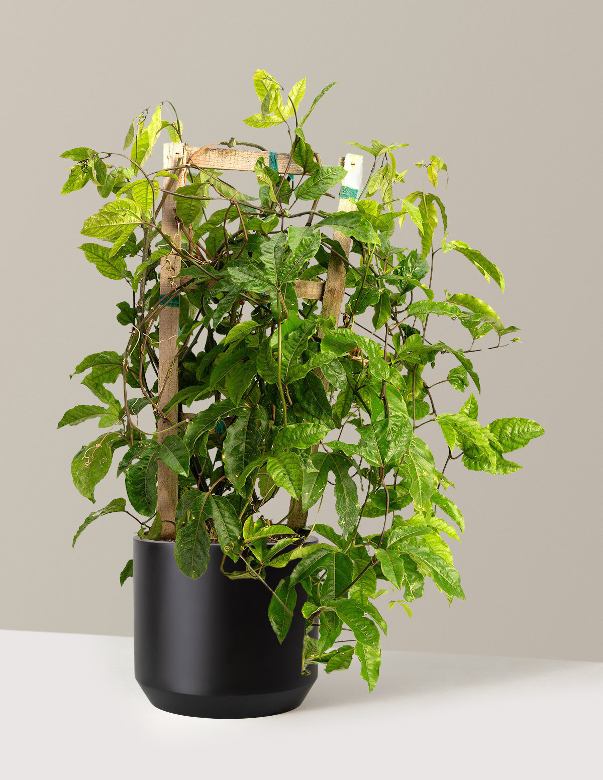 Passion Fruit Vine
