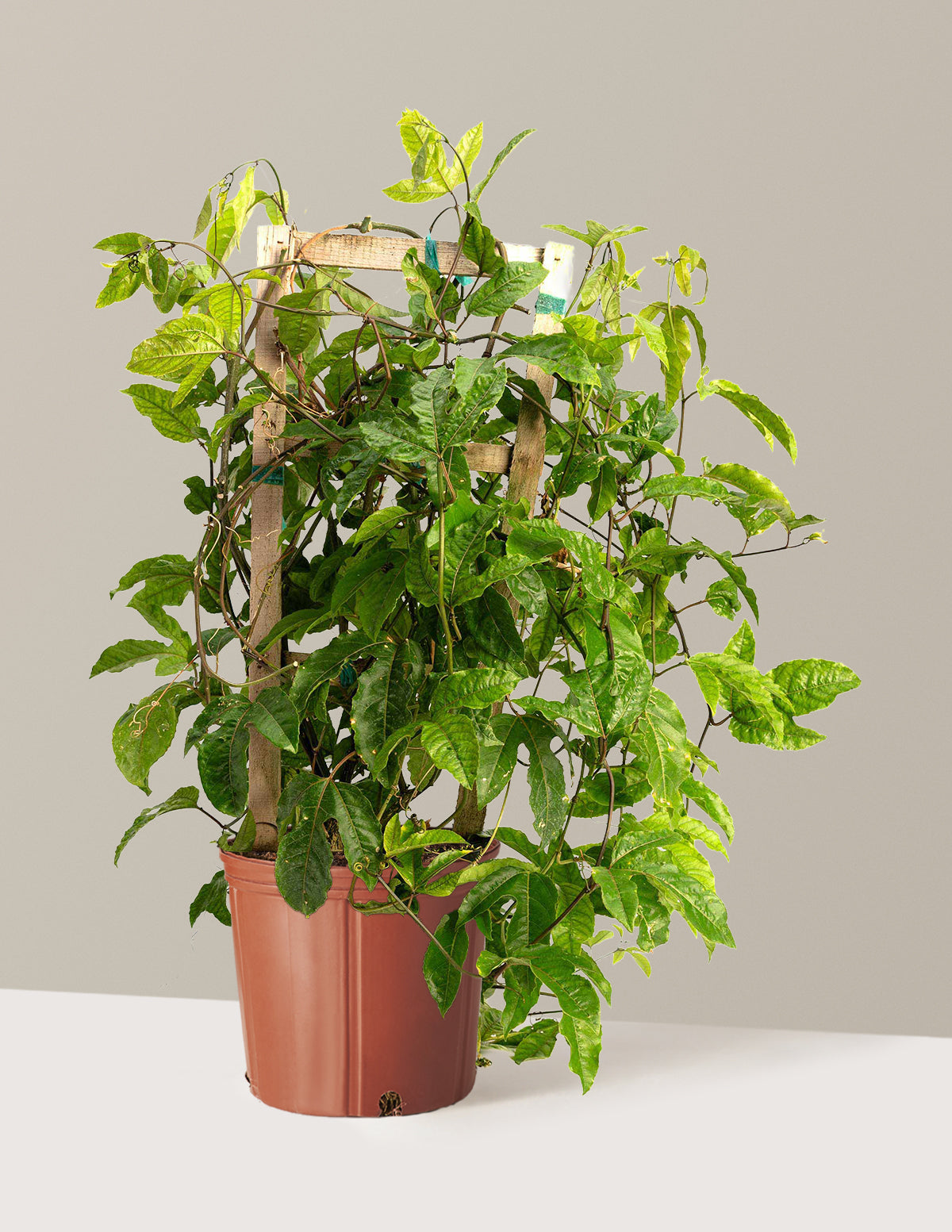 Passion Fruit Vine