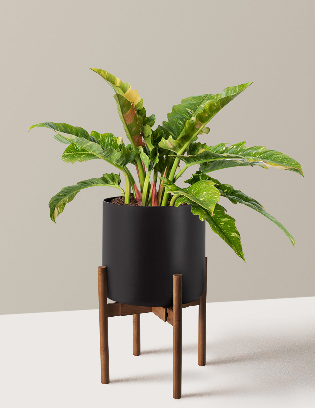 Philodendron Ring of Fire