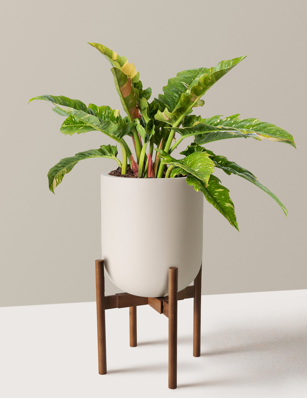 Philodendron Ring of Fire