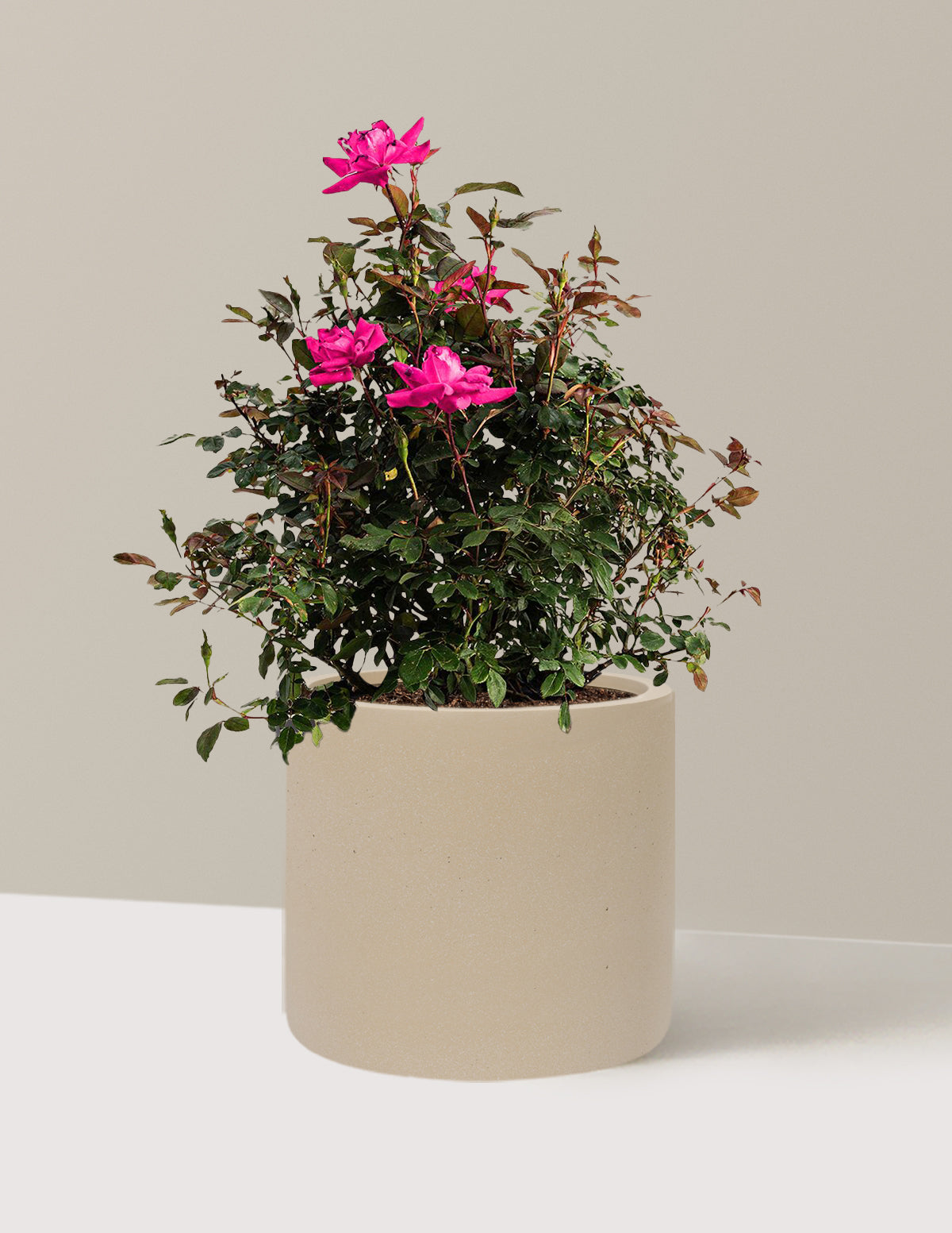 Pink Double Knock Out® Rose