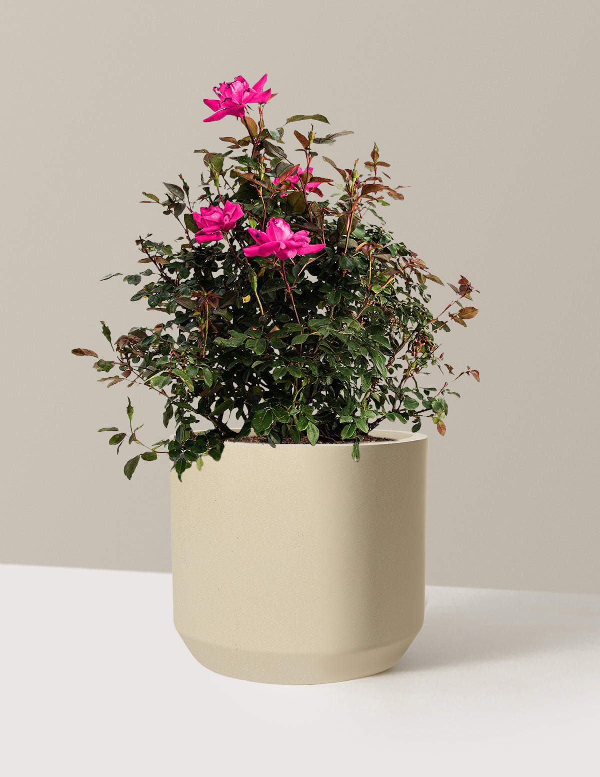 Pink Double Knock Out® Rose