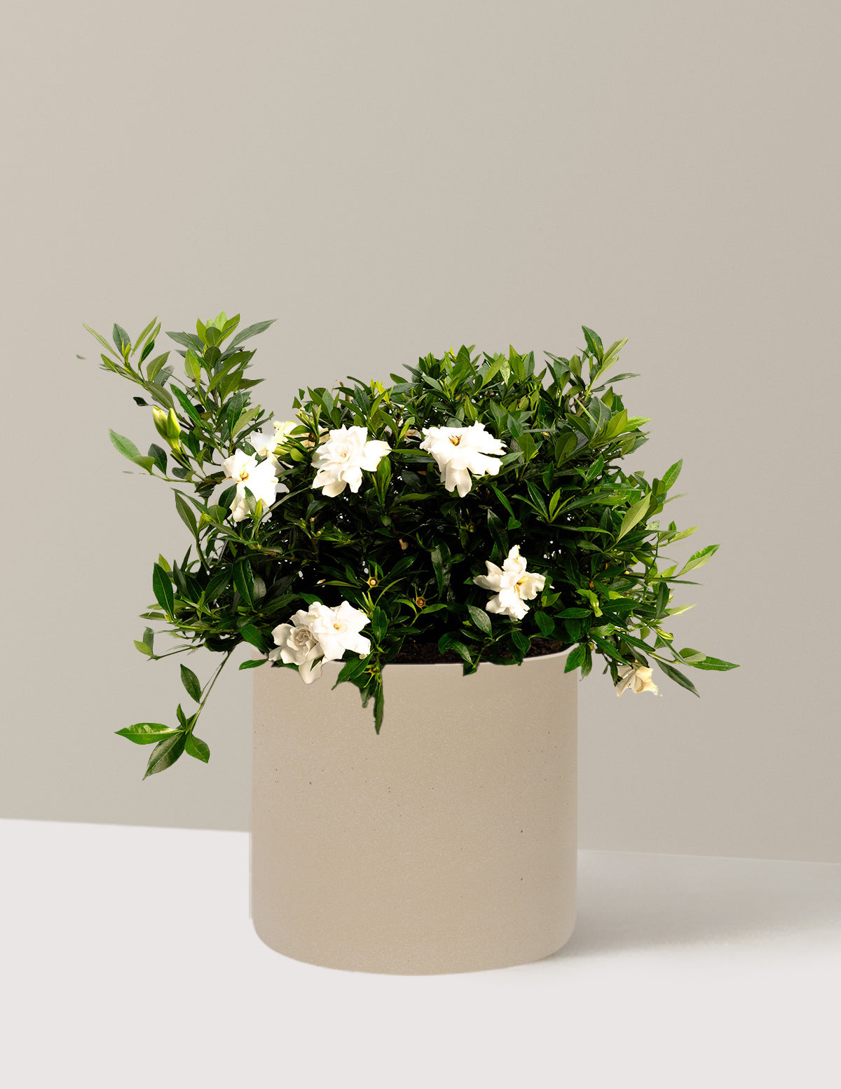 Radicans Gardenia