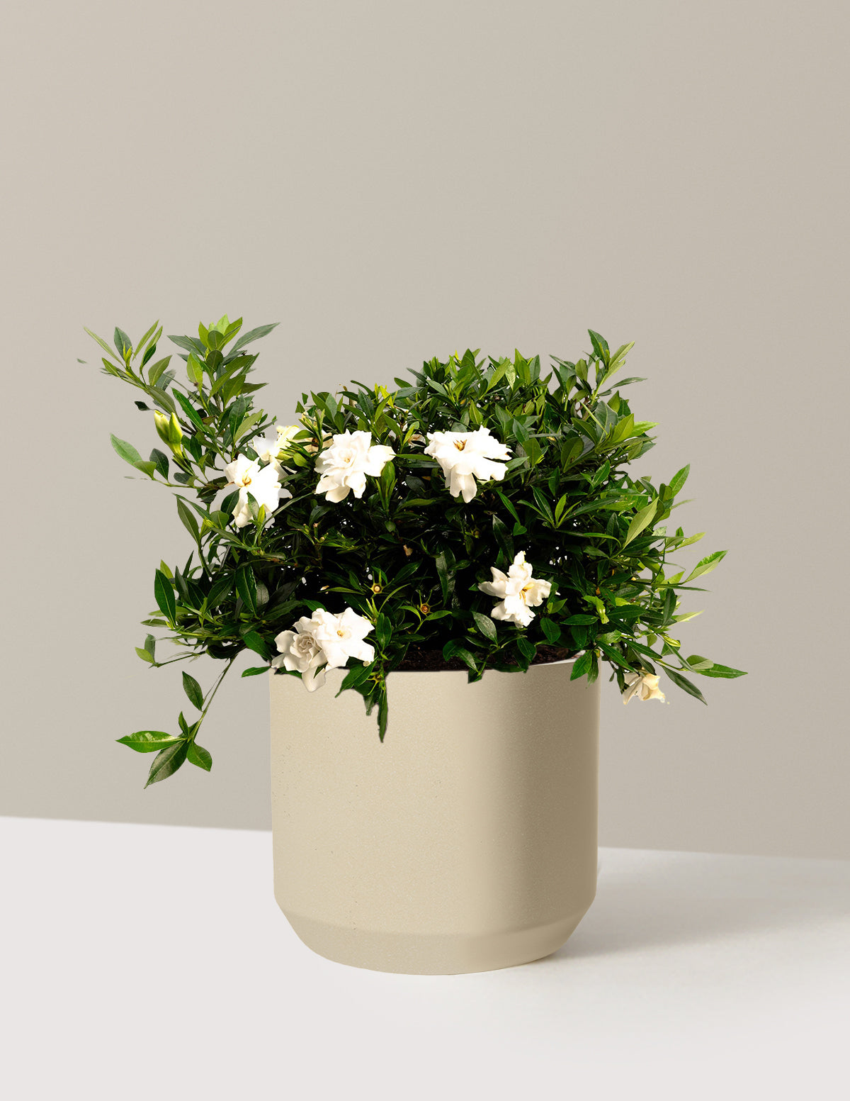 Radicans Gardenia