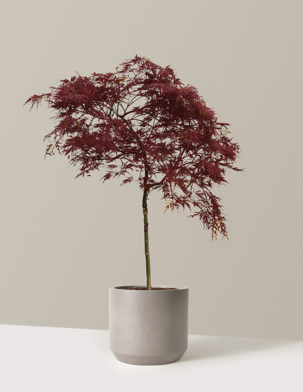 Red Dragon Japanese Maple Tree