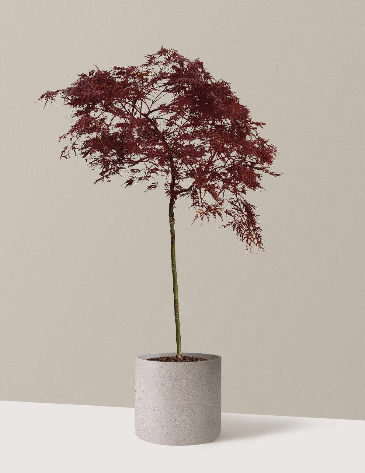 Red Dragon Japanese Maple Tree