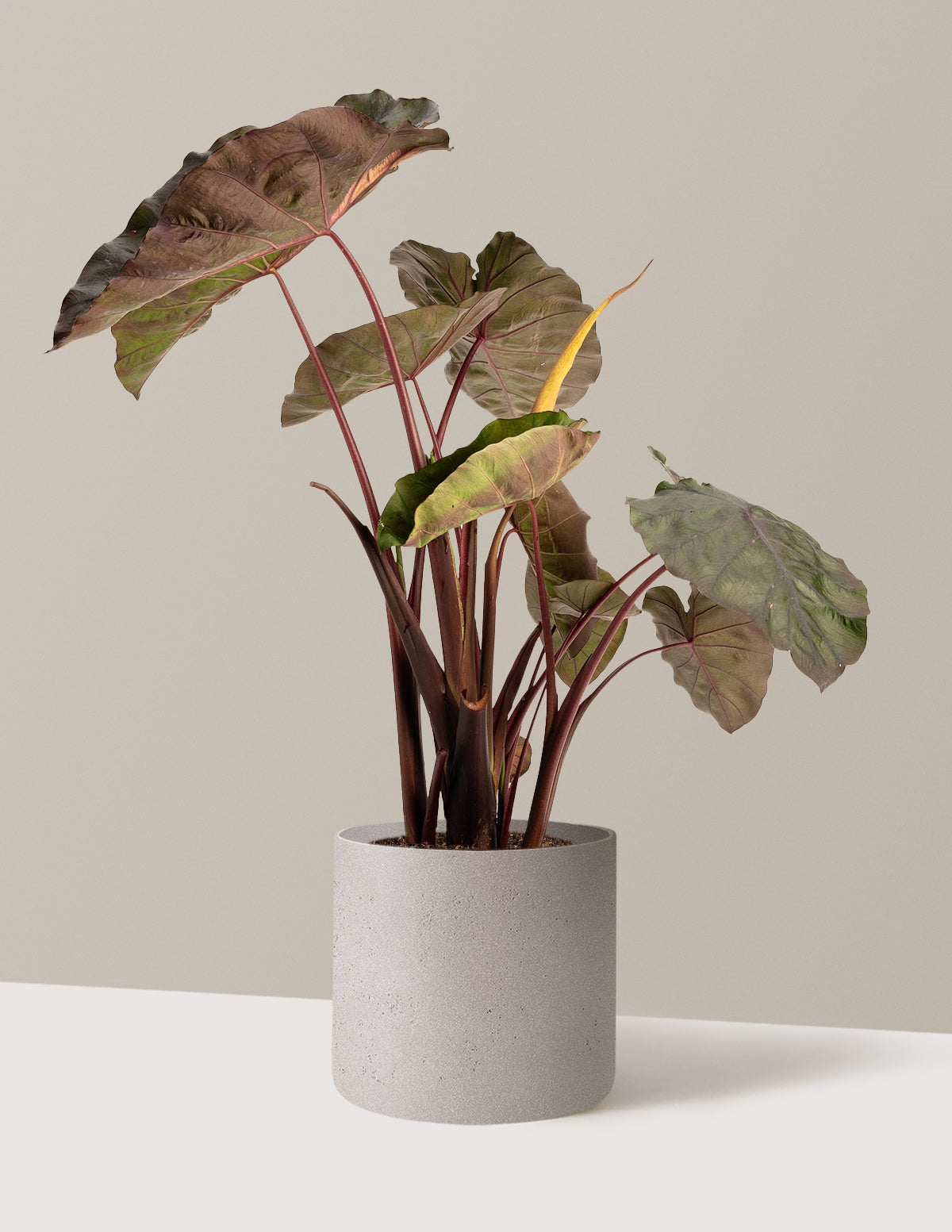 Redemption™ Colocasia