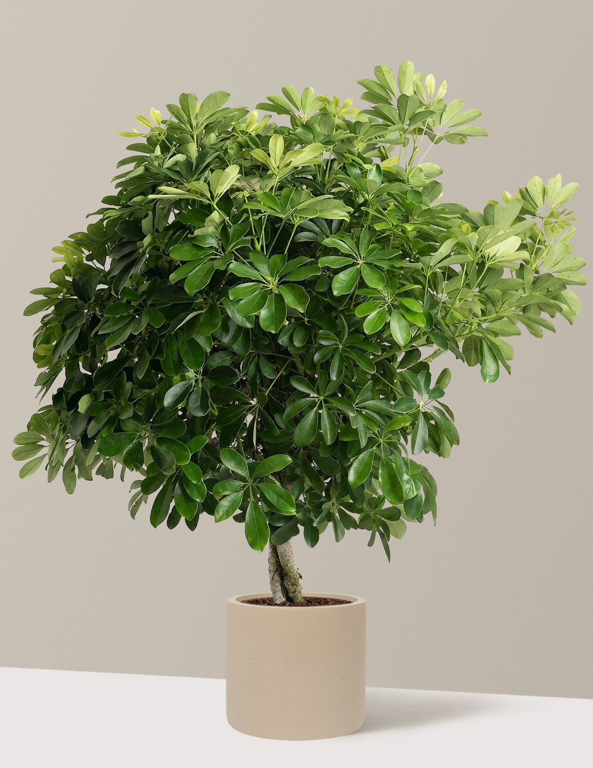 Schefflera Tree