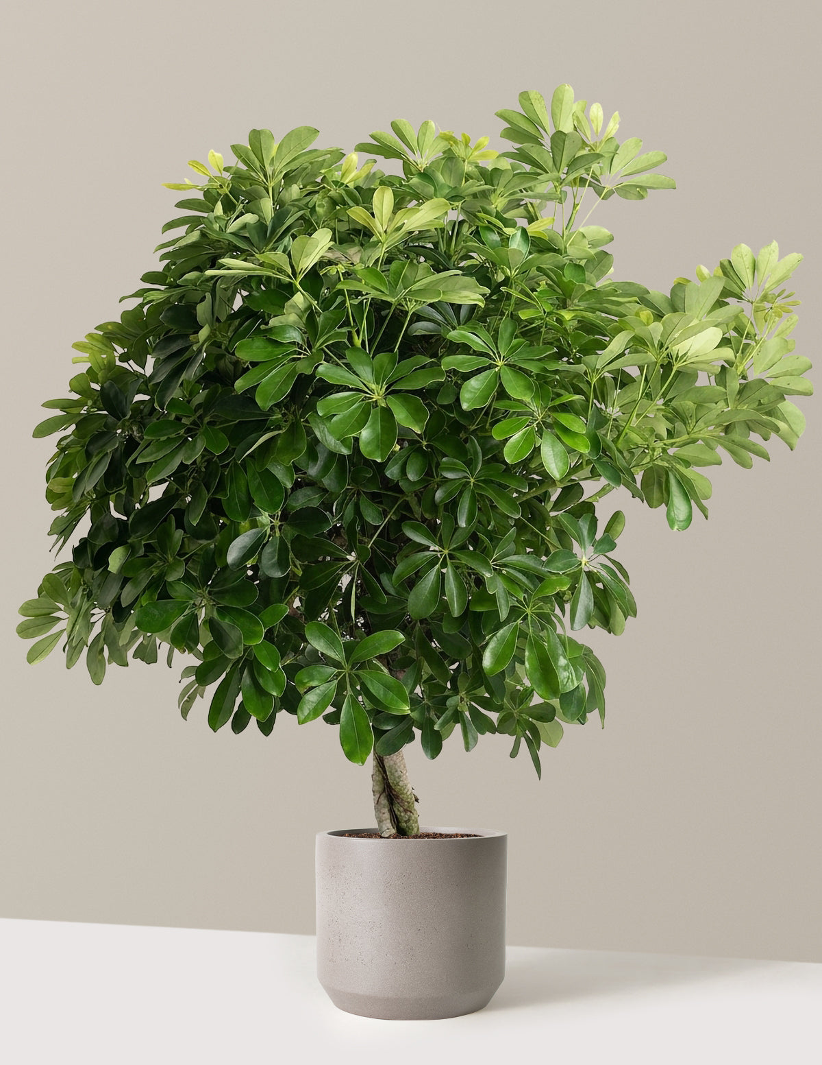 Schefflera Tree