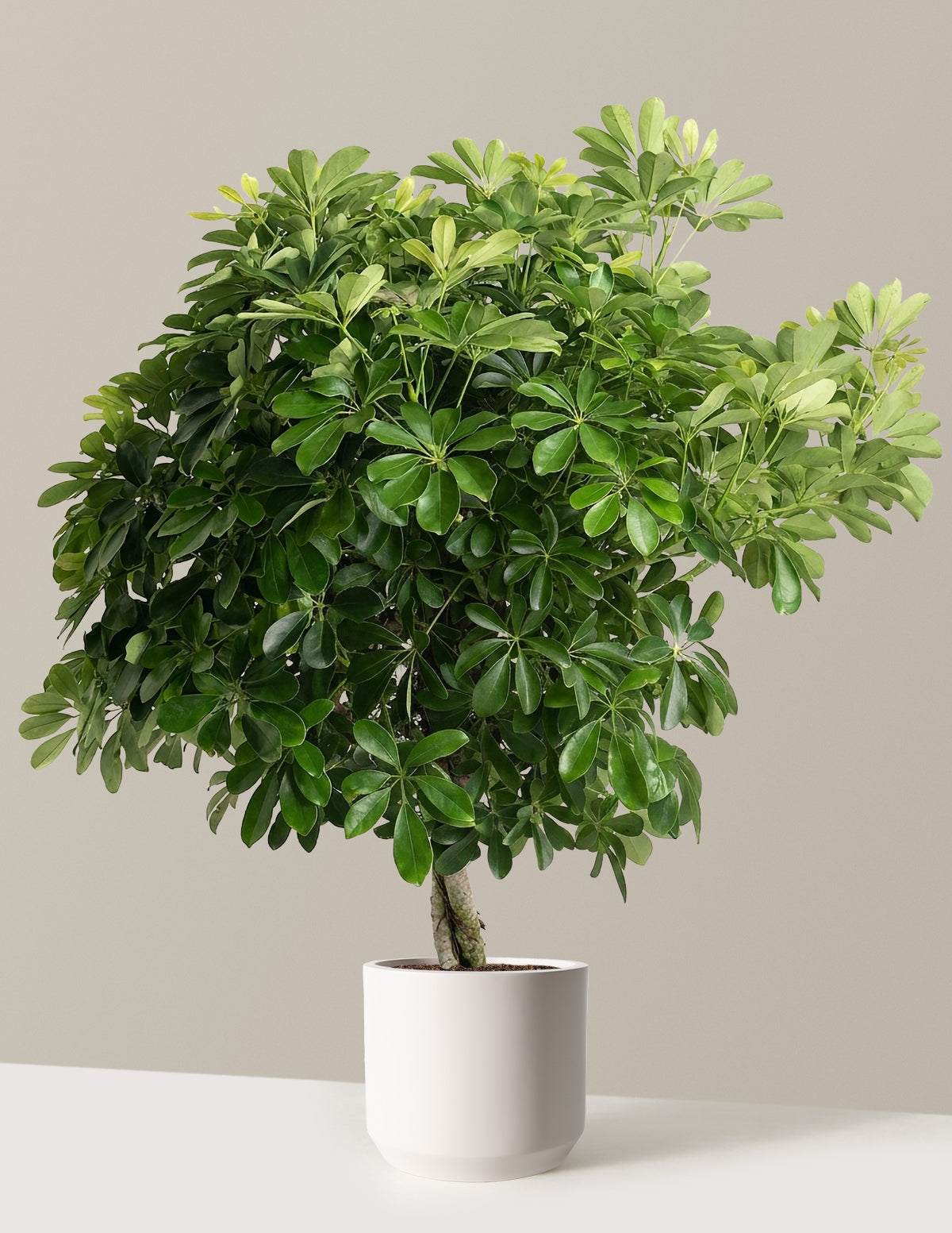 Schefflera Tree