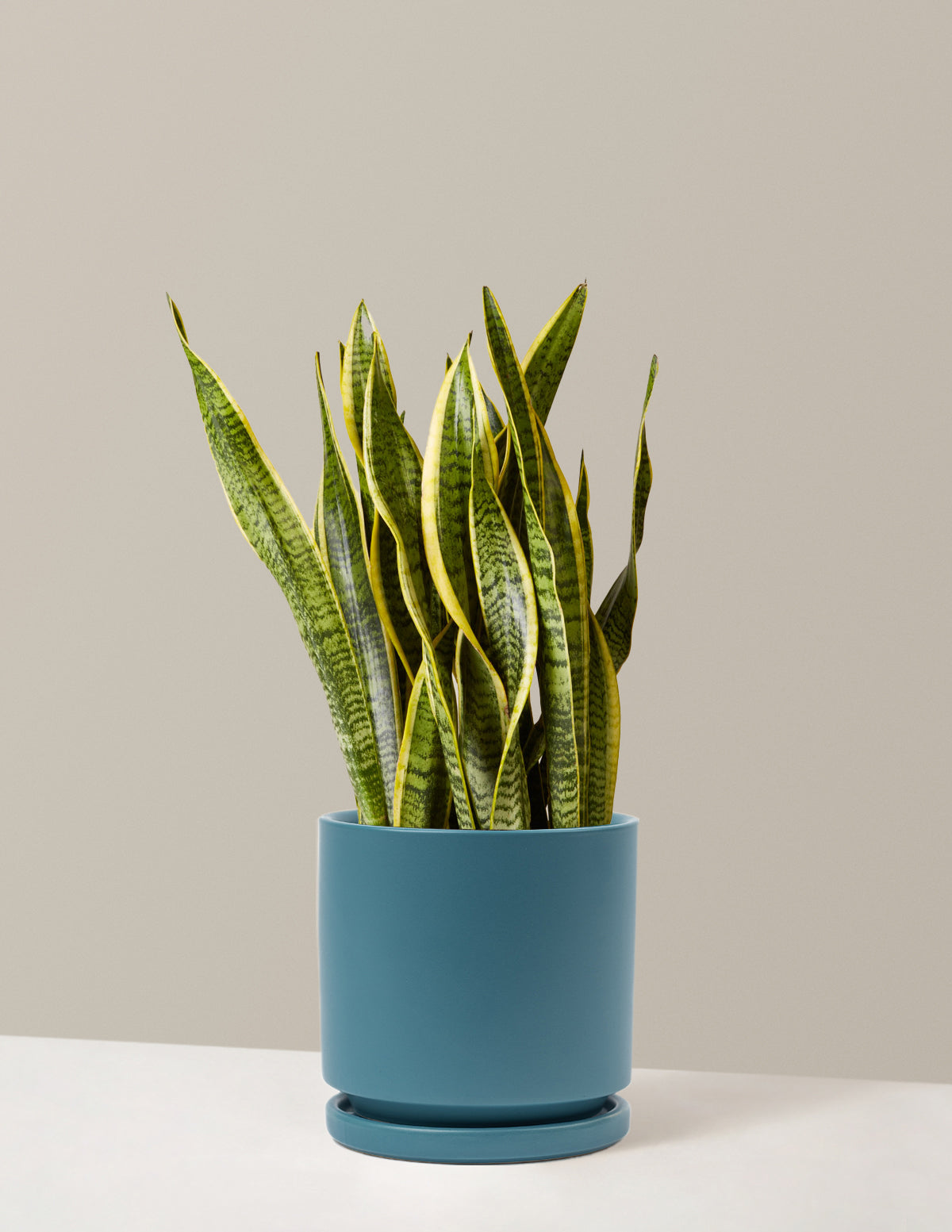 Snake Plant Laurentii