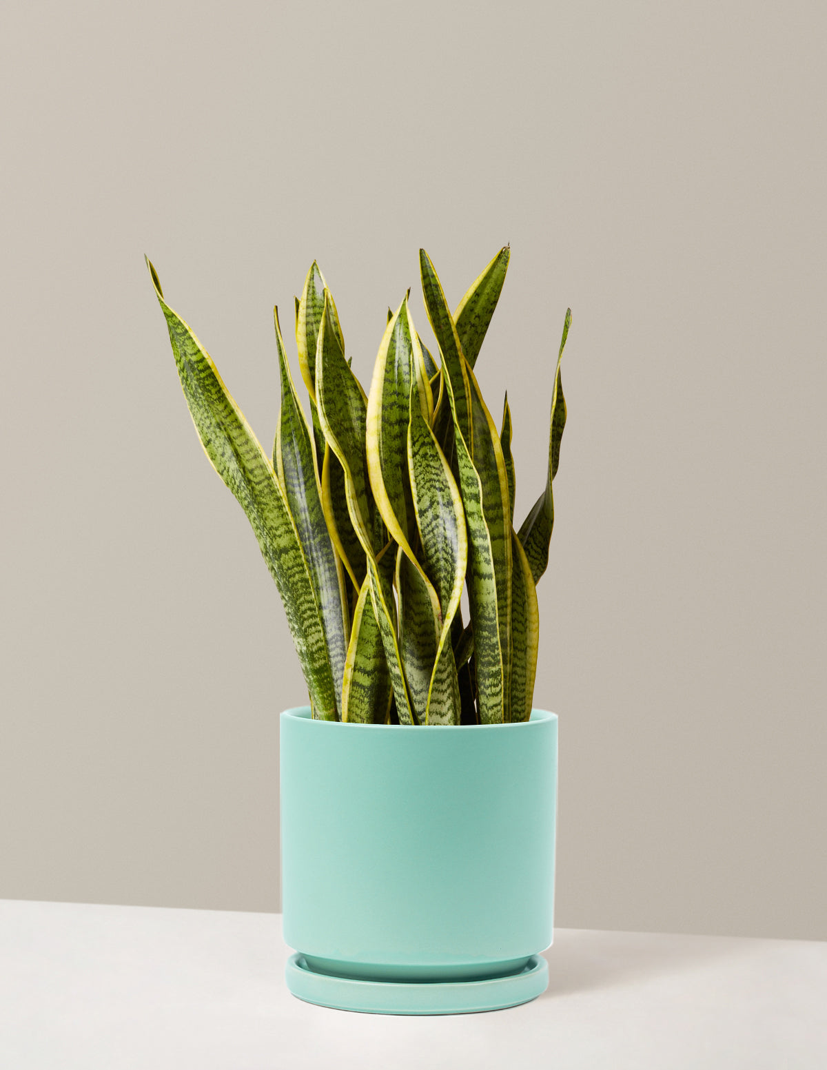 Snake Plant Laurentii