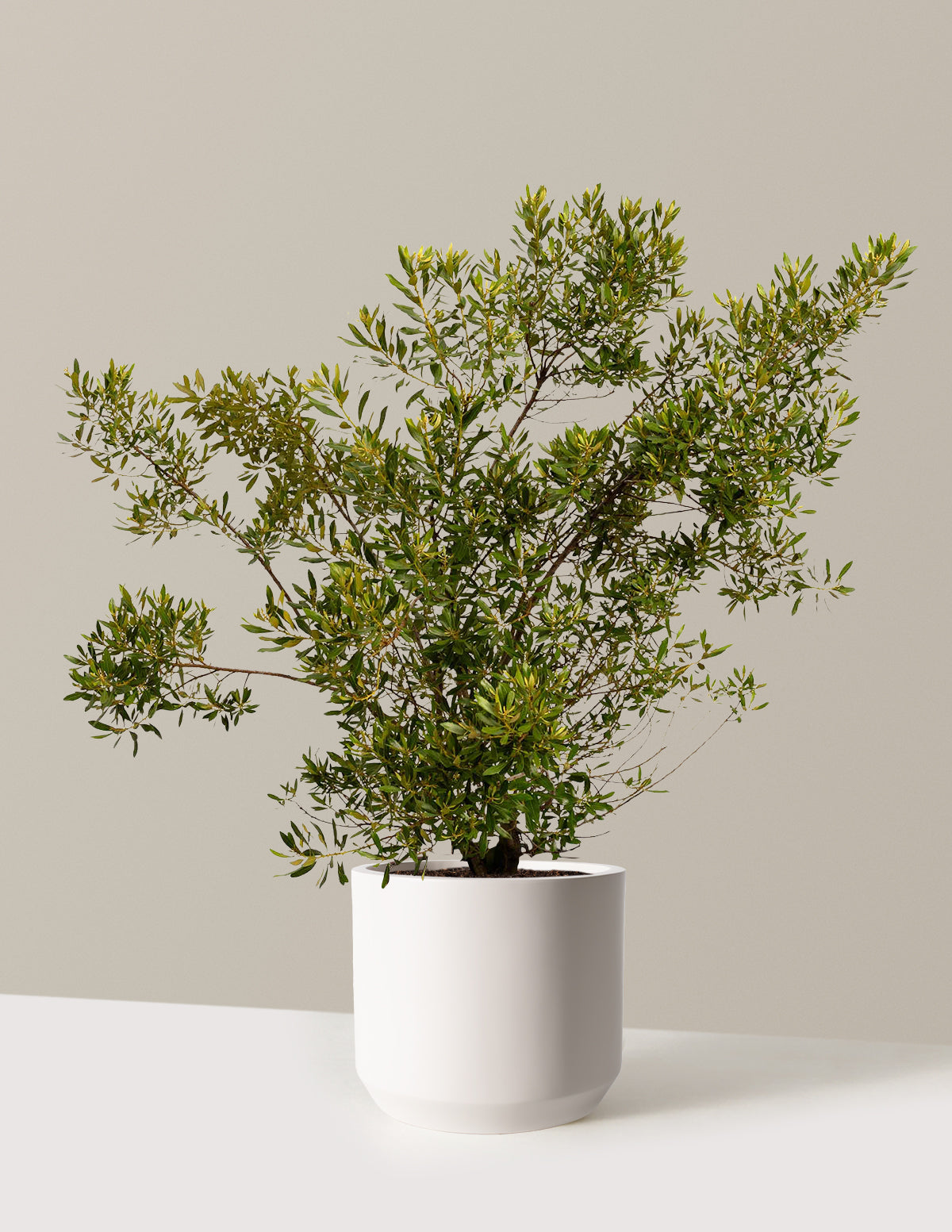Southern Wax Myrtle