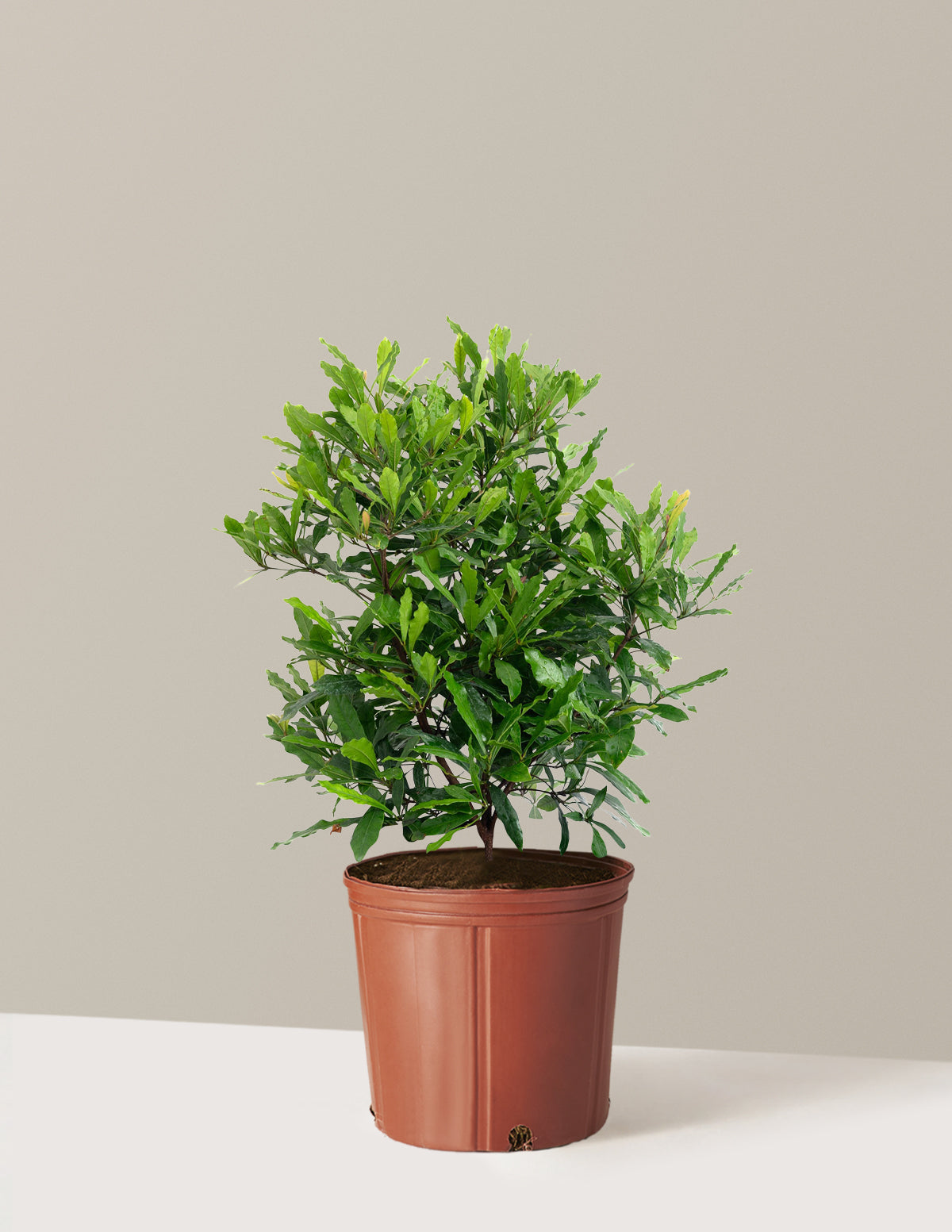 Southern Wax Myrtle