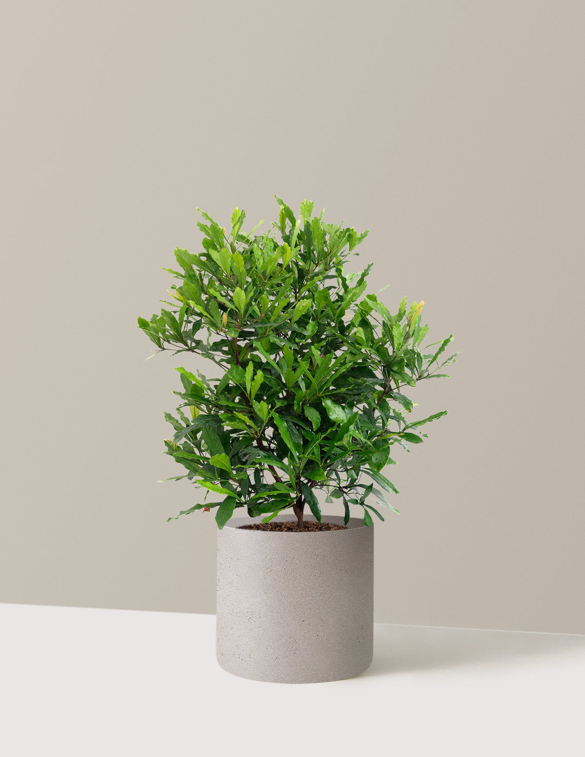 Southern Wax Myrtle