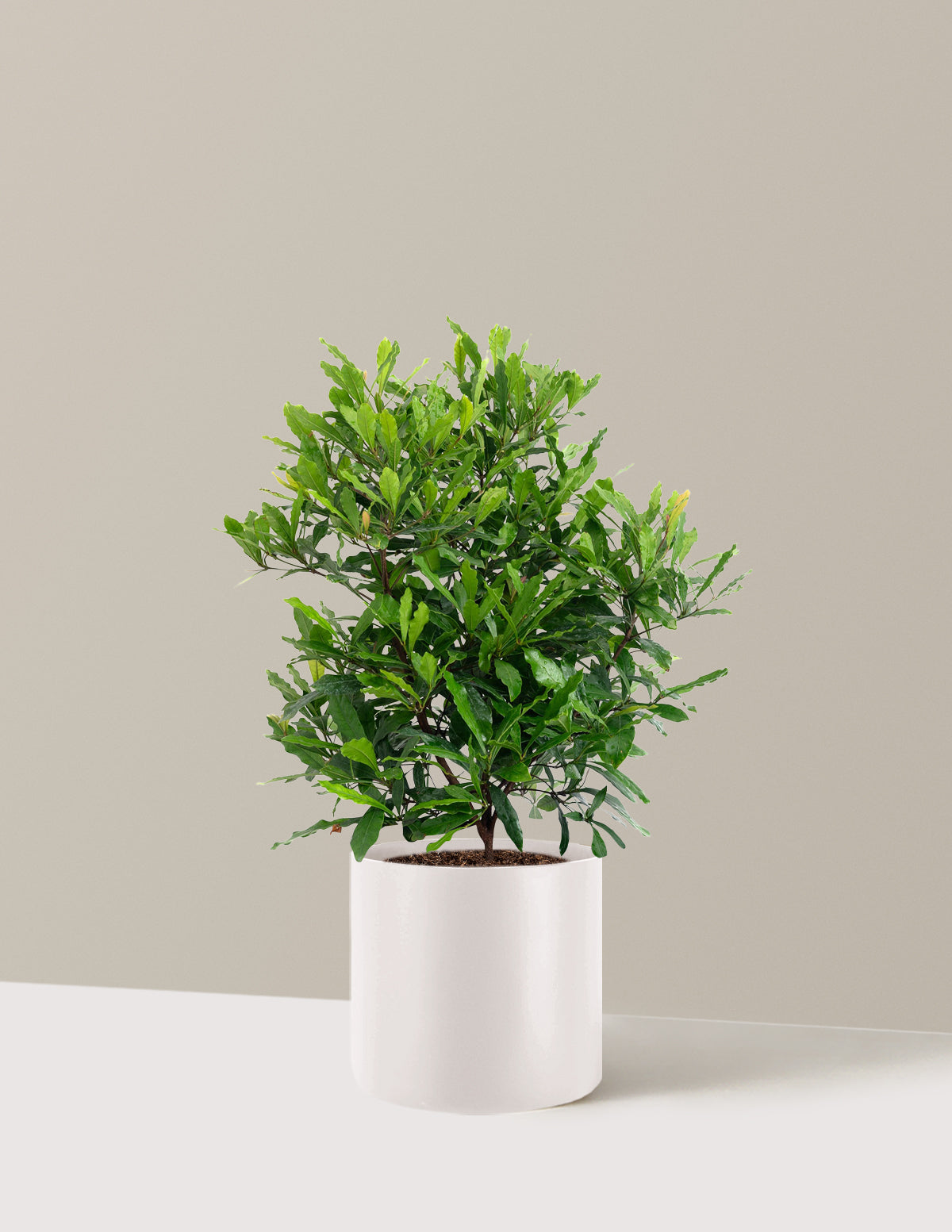 Southern Wax Myrtle