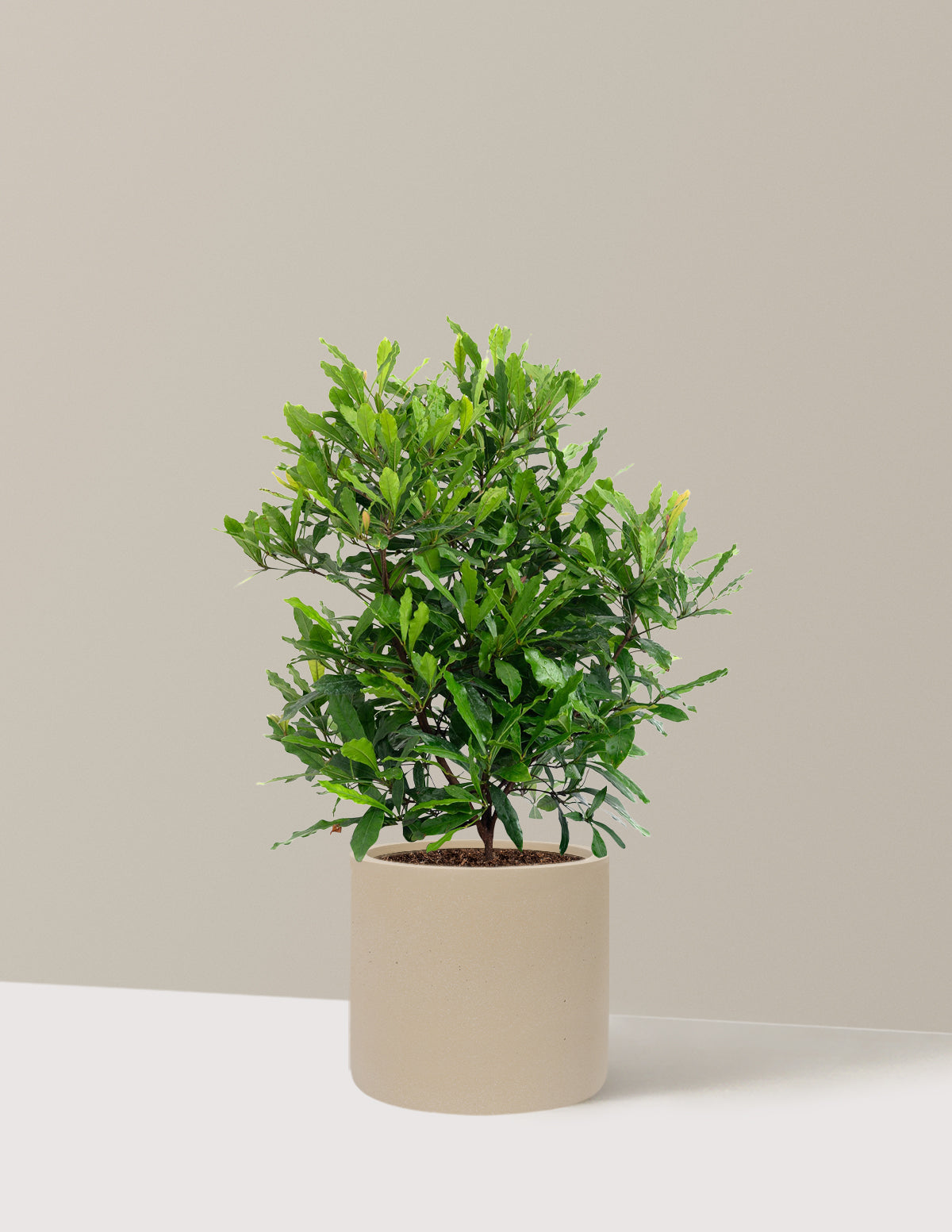 Southern Wax Myrtle