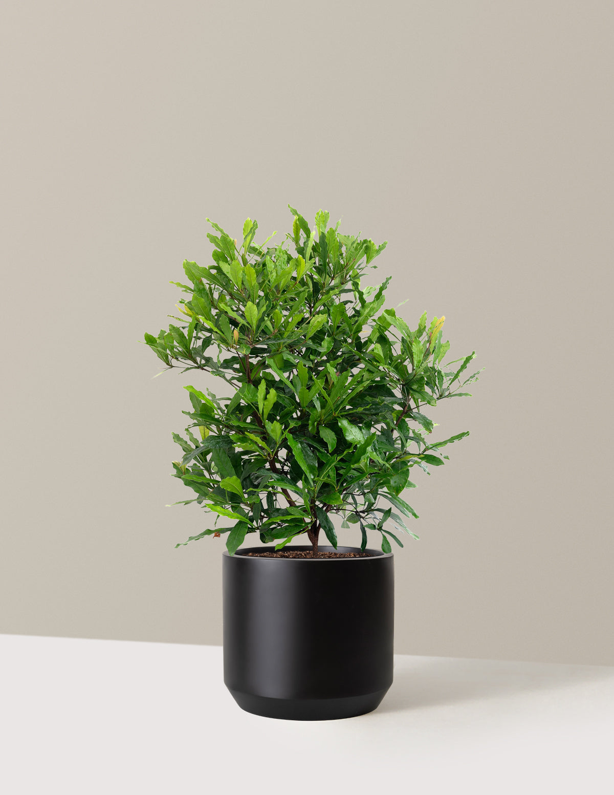 Southern Wax Myrtle