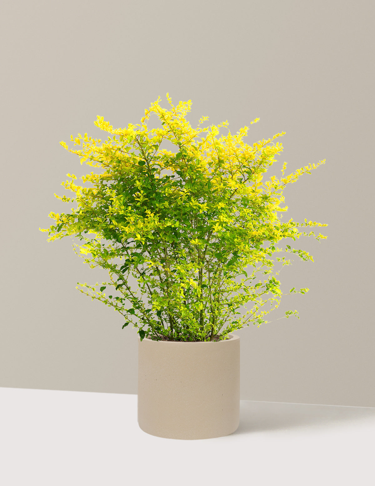 Sunshine Ligustrum