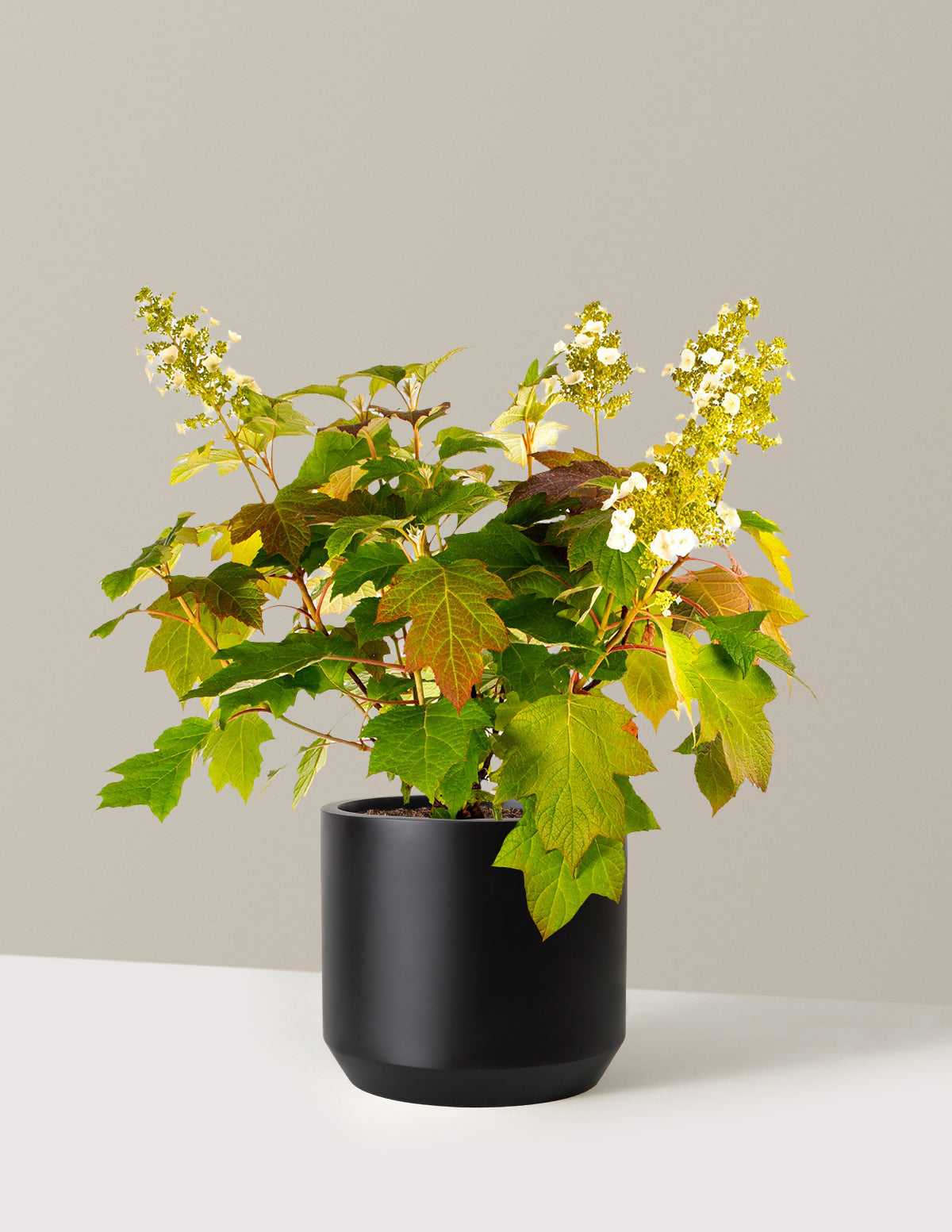 Toy Soldier™ Hydrangea