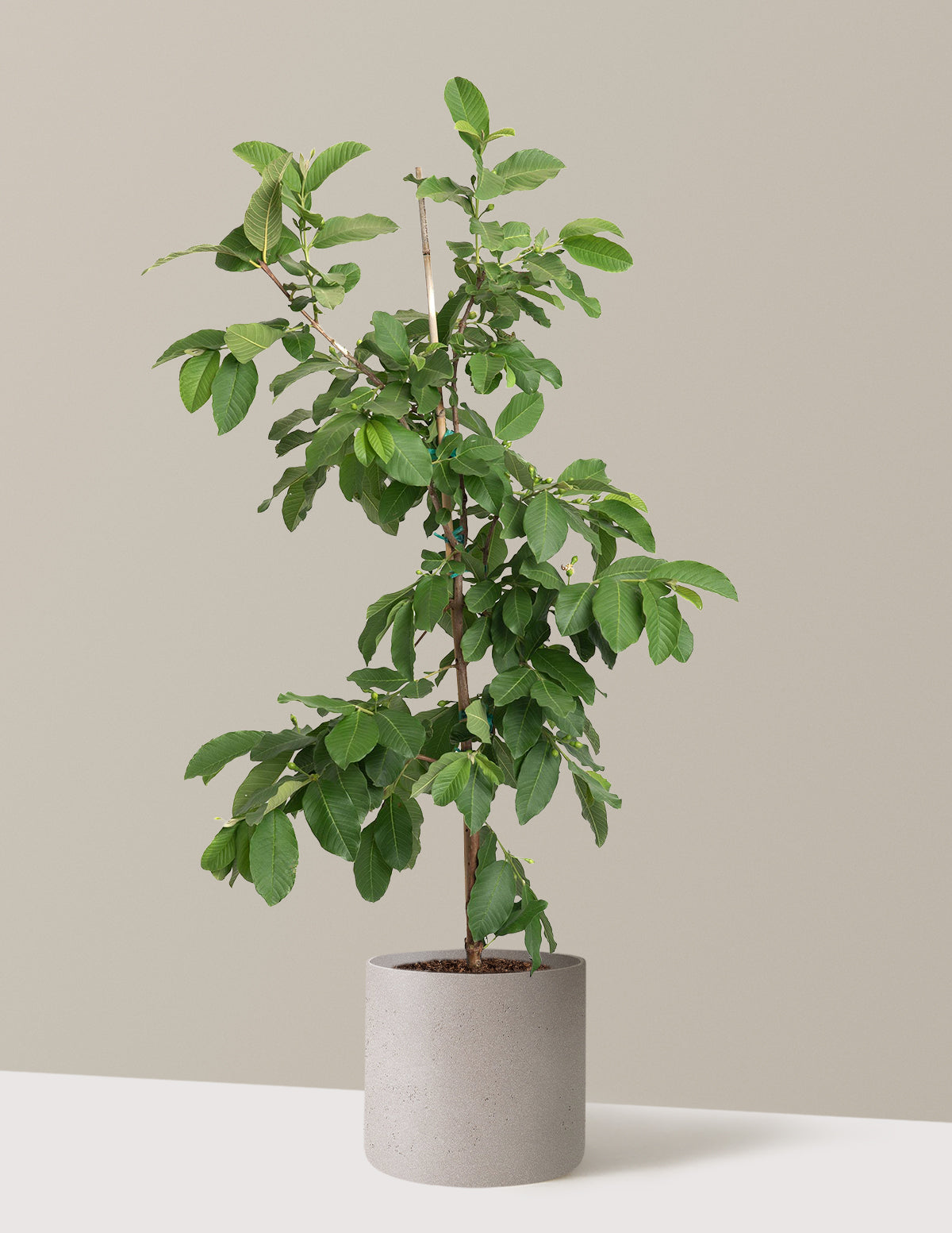 White Guava Tree