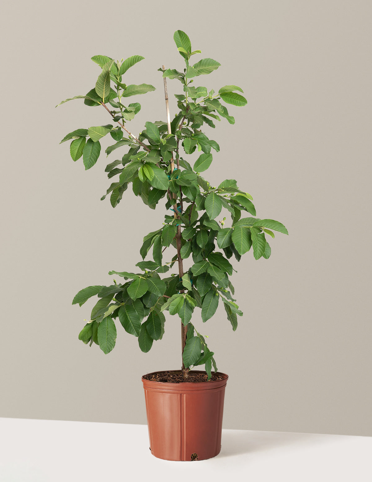 White Guava Tree