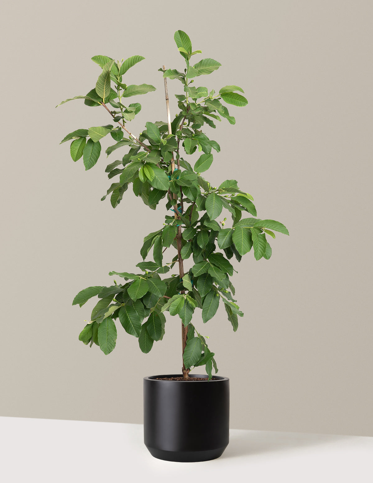 White Guava Tree