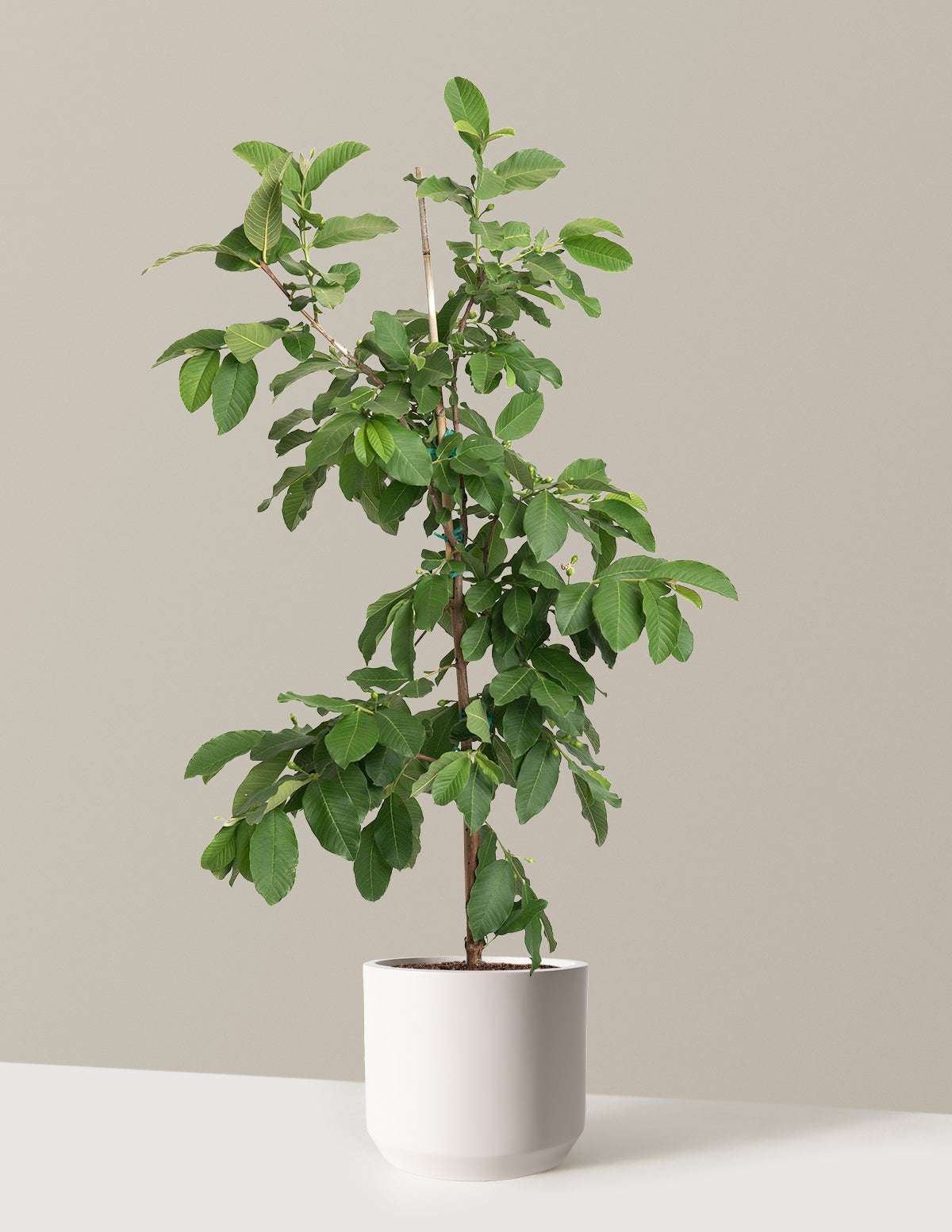 White Guava Tree