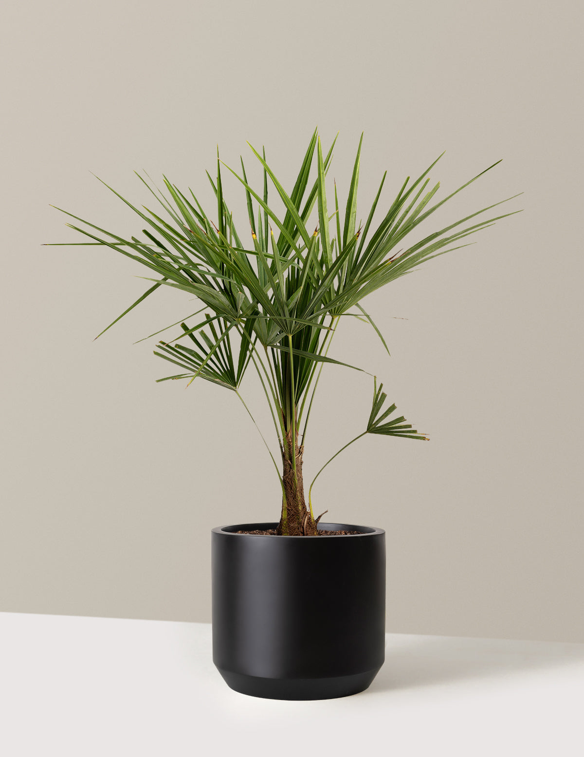 Windmill Palm Tree
