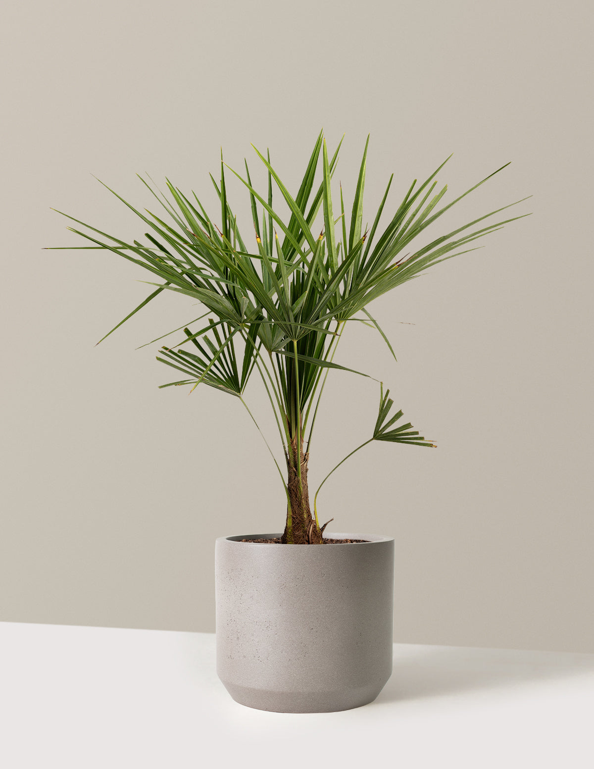 Windmill Palm Tree