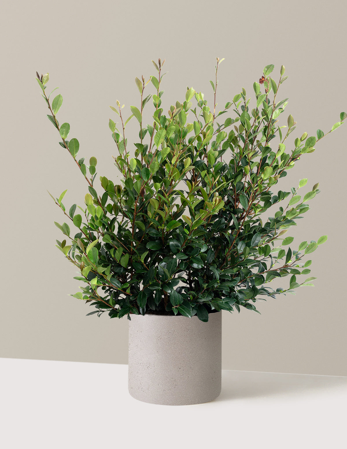 Yuletide Camellia