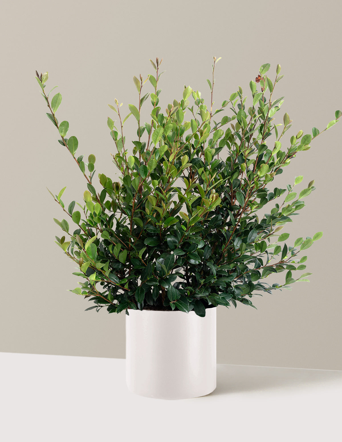 Yuletide Camellia