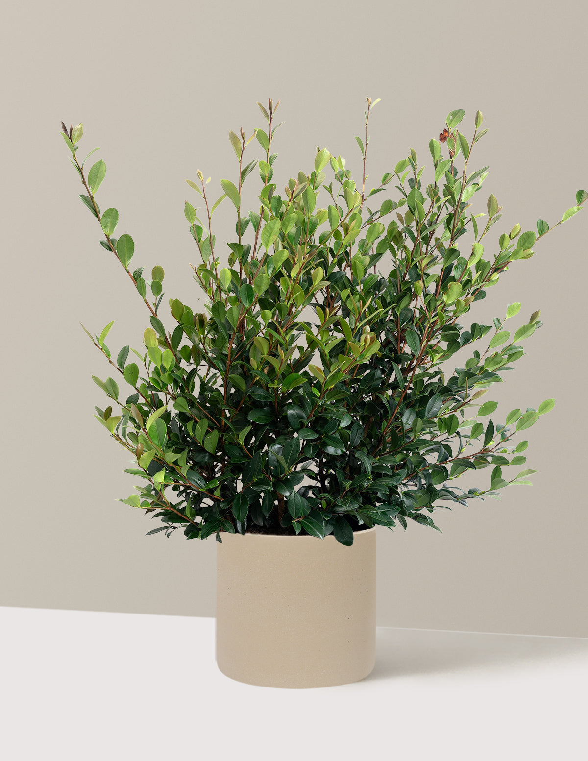 Yuletide Camellia