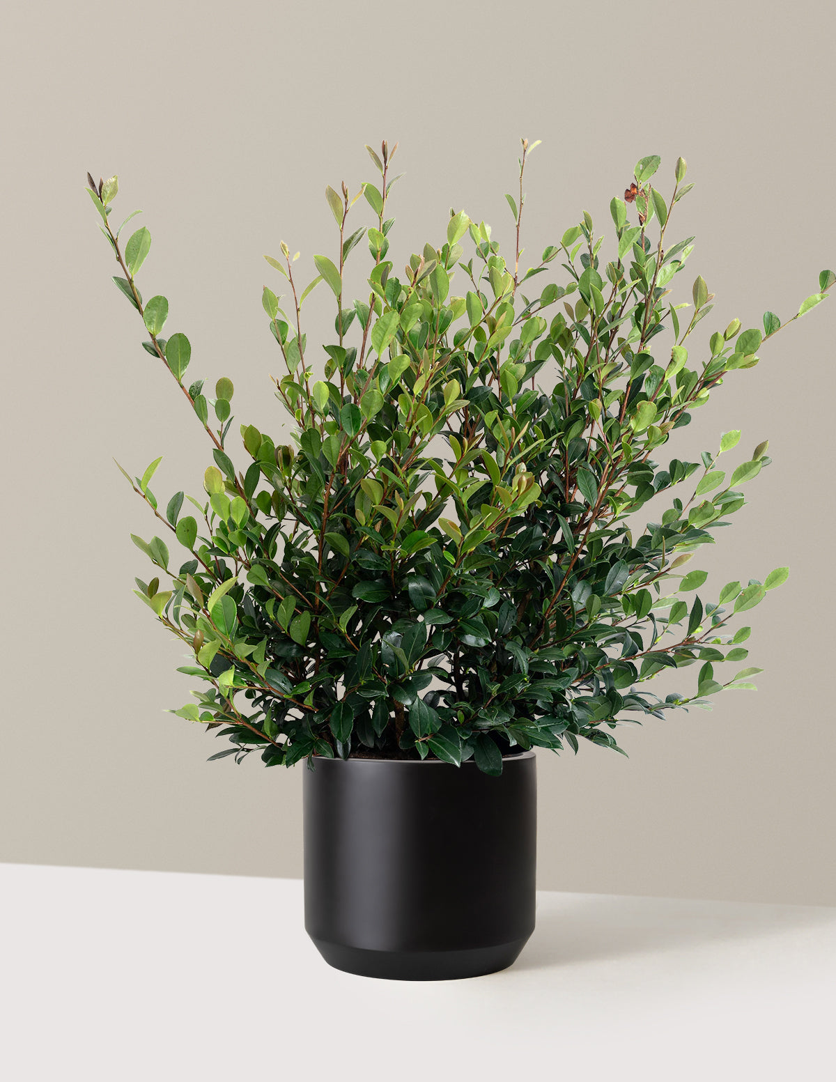Yuletide Camellia