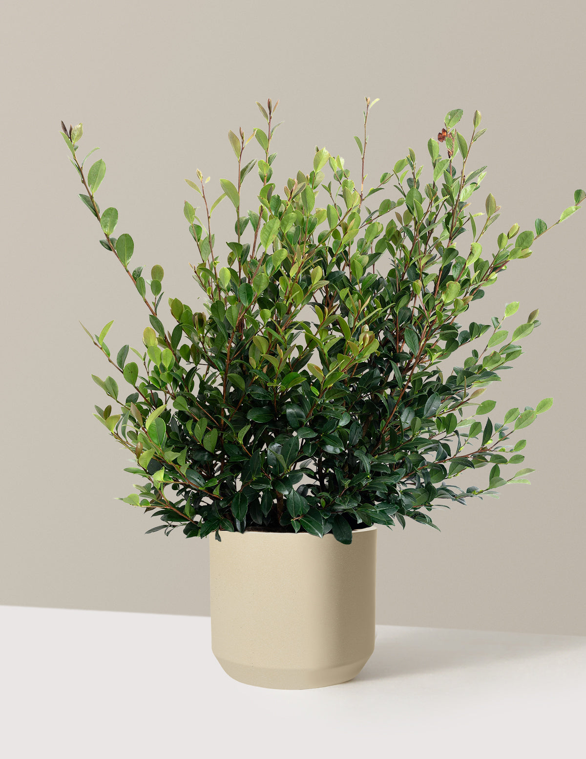 Yuletide Camellia