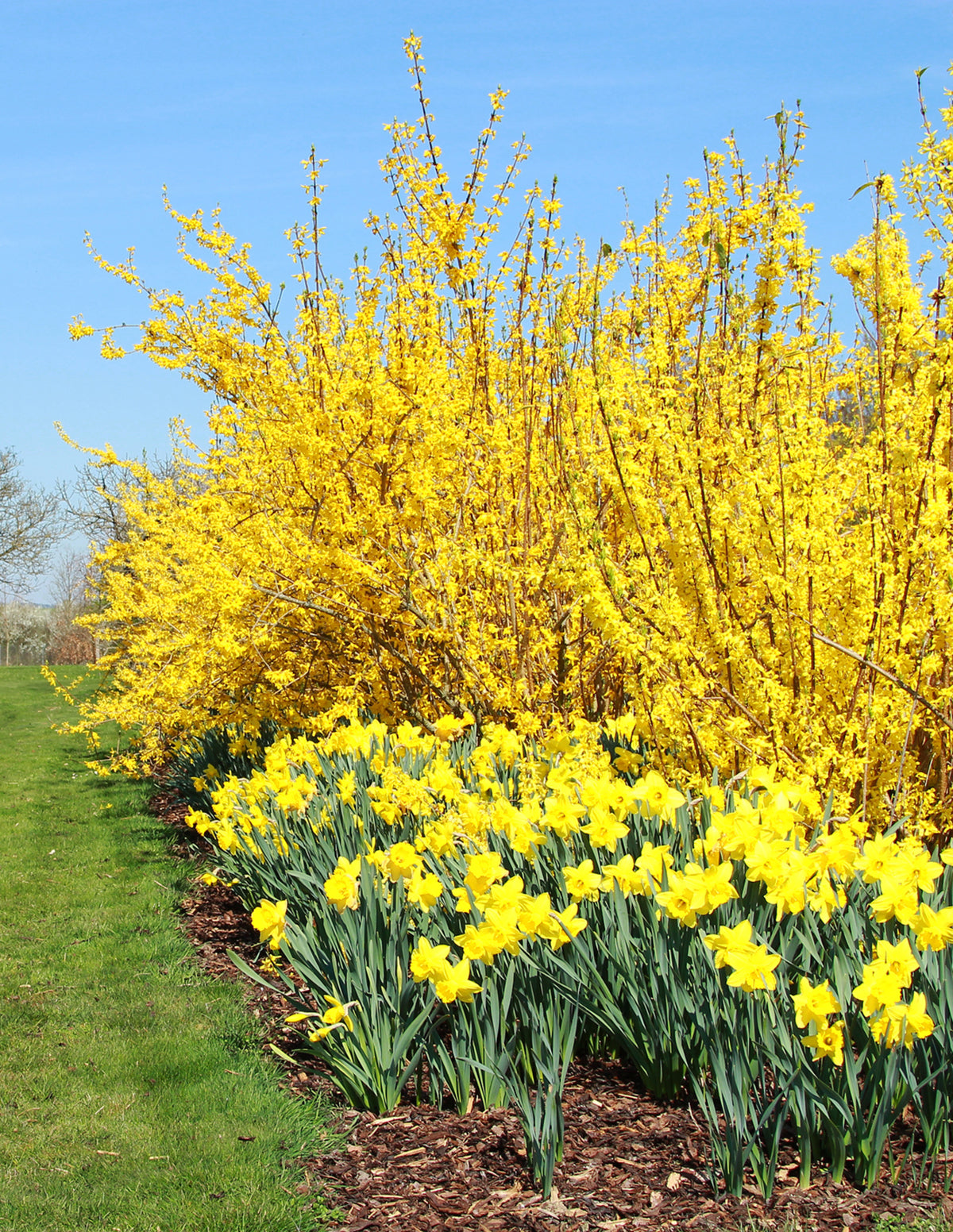 Lynwood Gold Forsythia Shrub