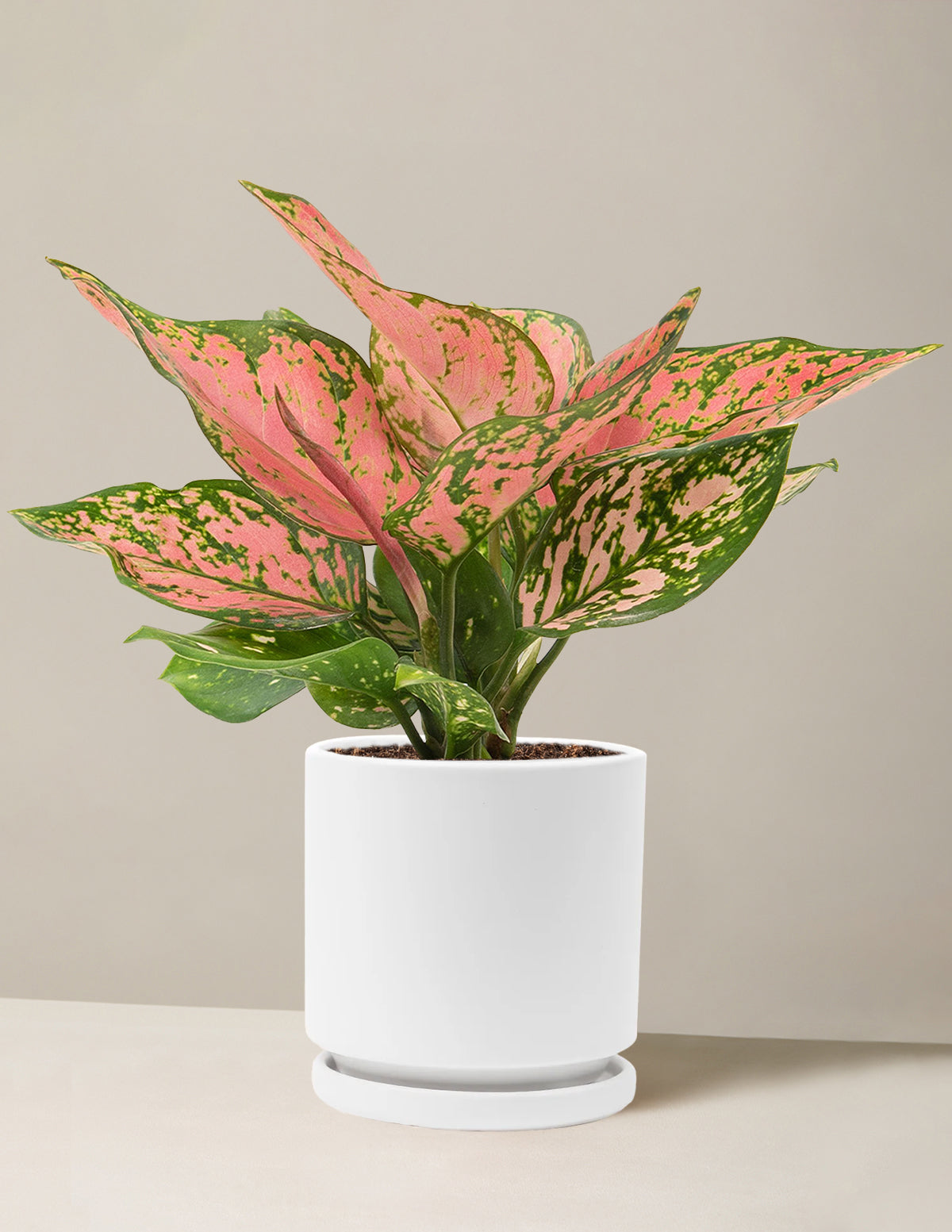 Aglaonema Wishes