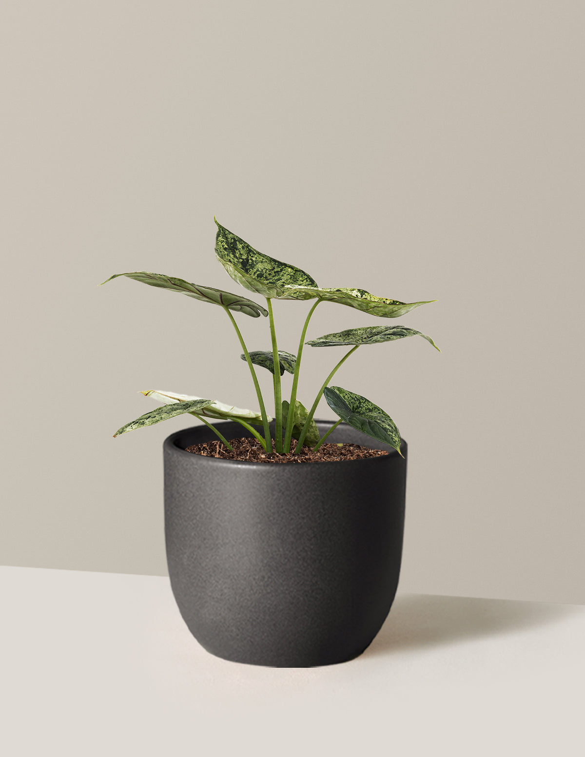 Alocasia Green Mint