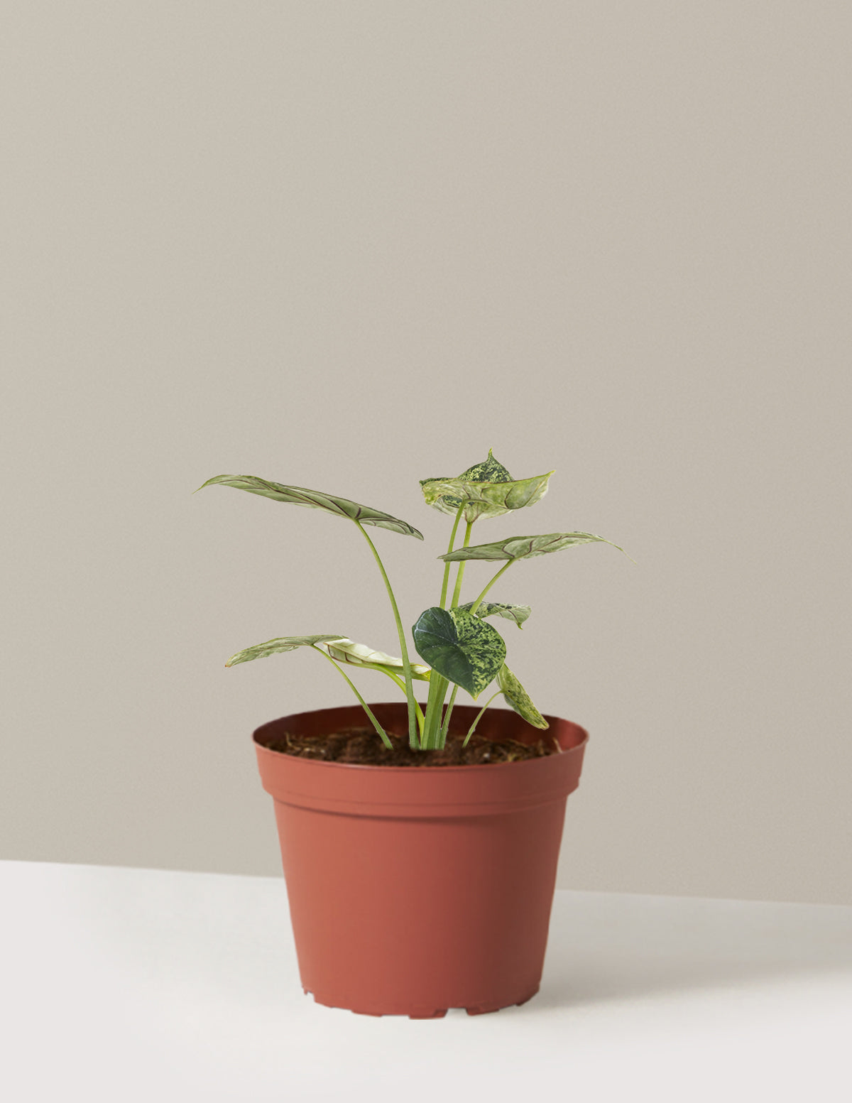 Alocasia Green Mint
