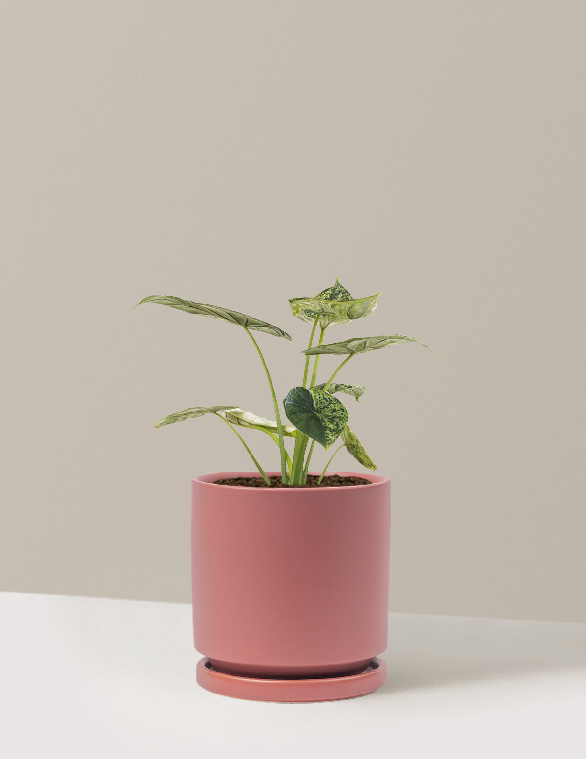 Alocasia Green Mint