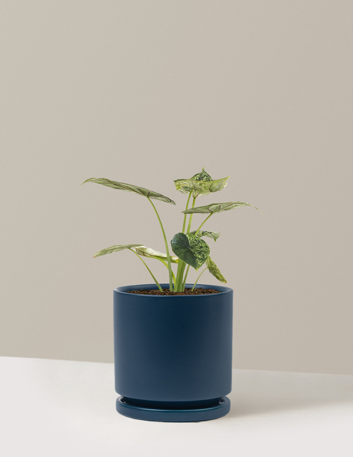 Alocasia Green Mint