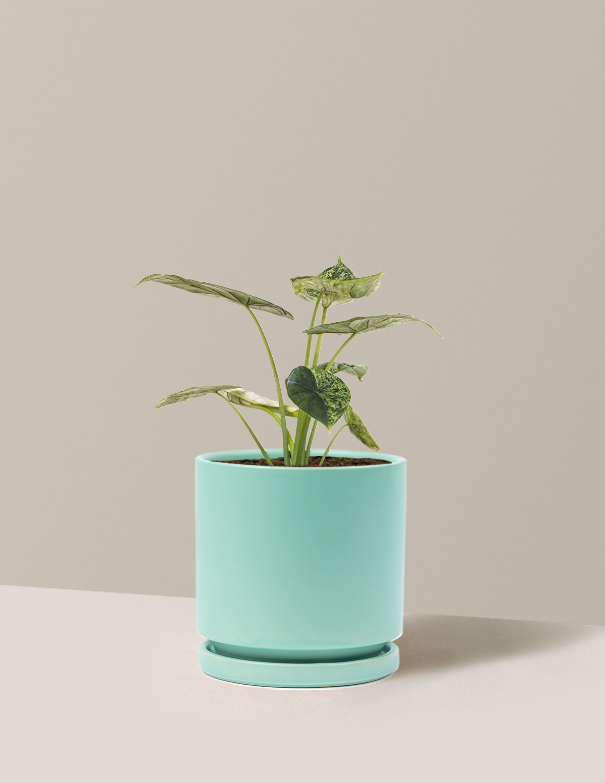 Alocasia Green Mint