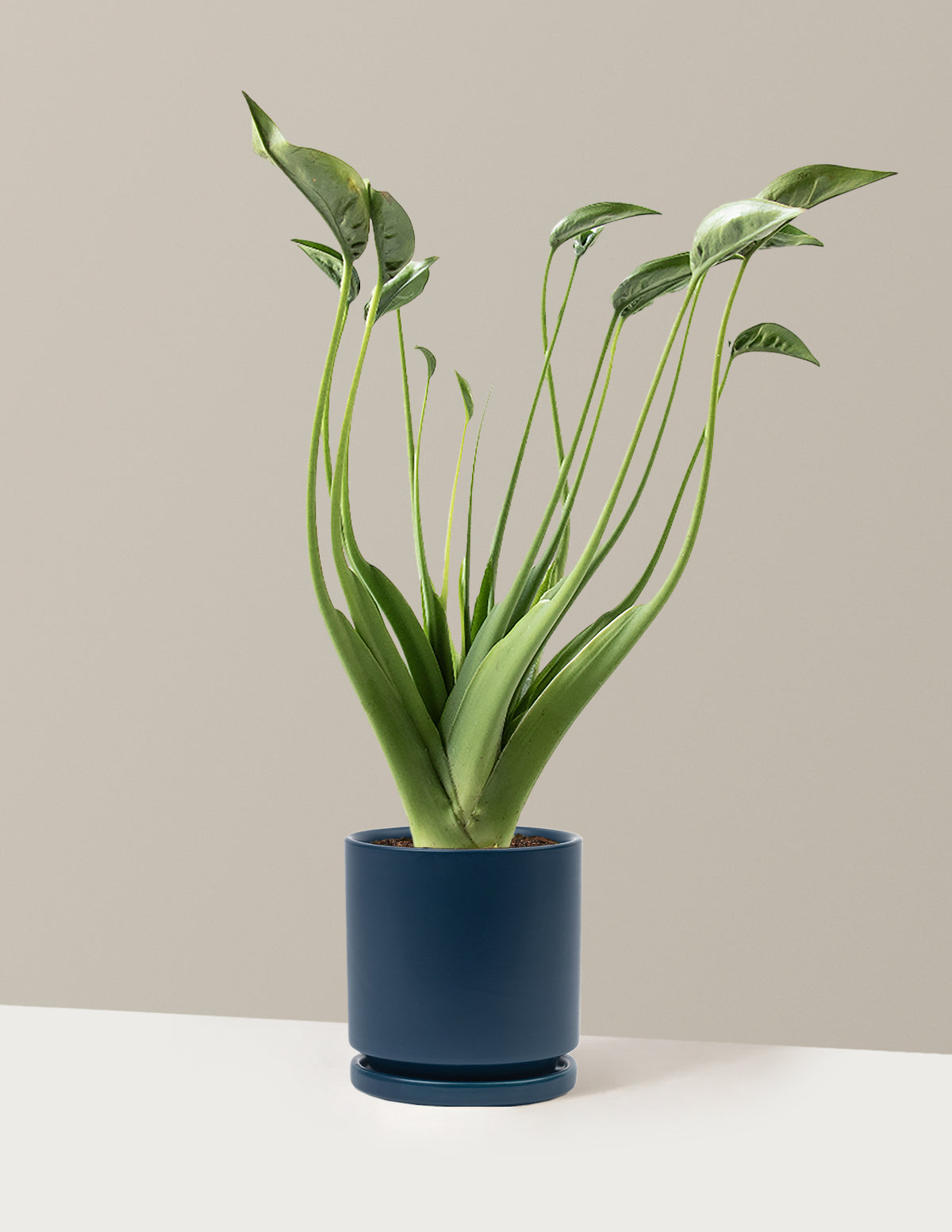 Alocasia Tiny Dancer