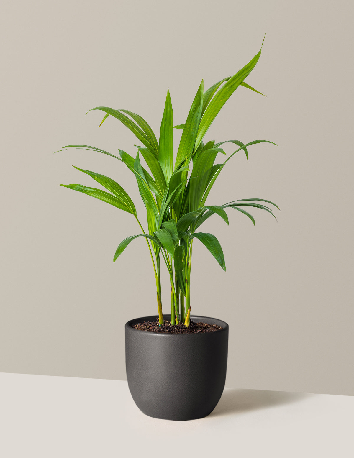 Areca Purifying Palm