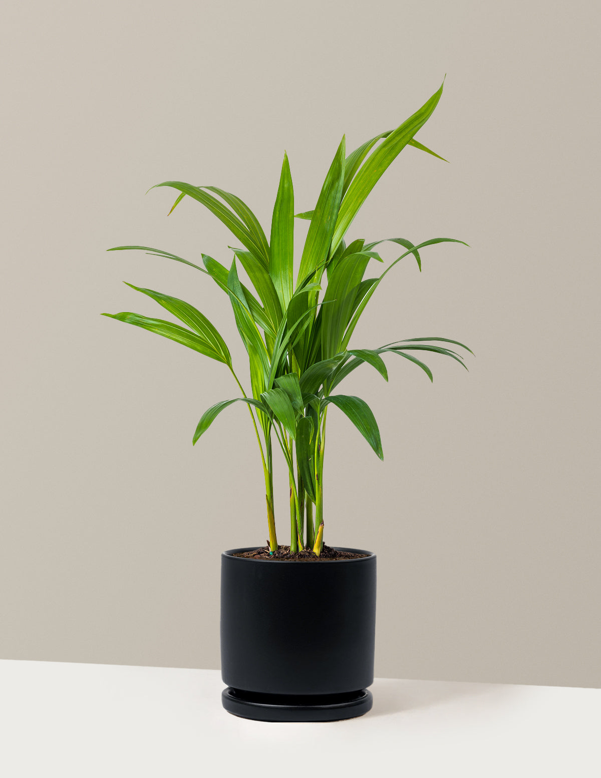 Areca Purifying Palm