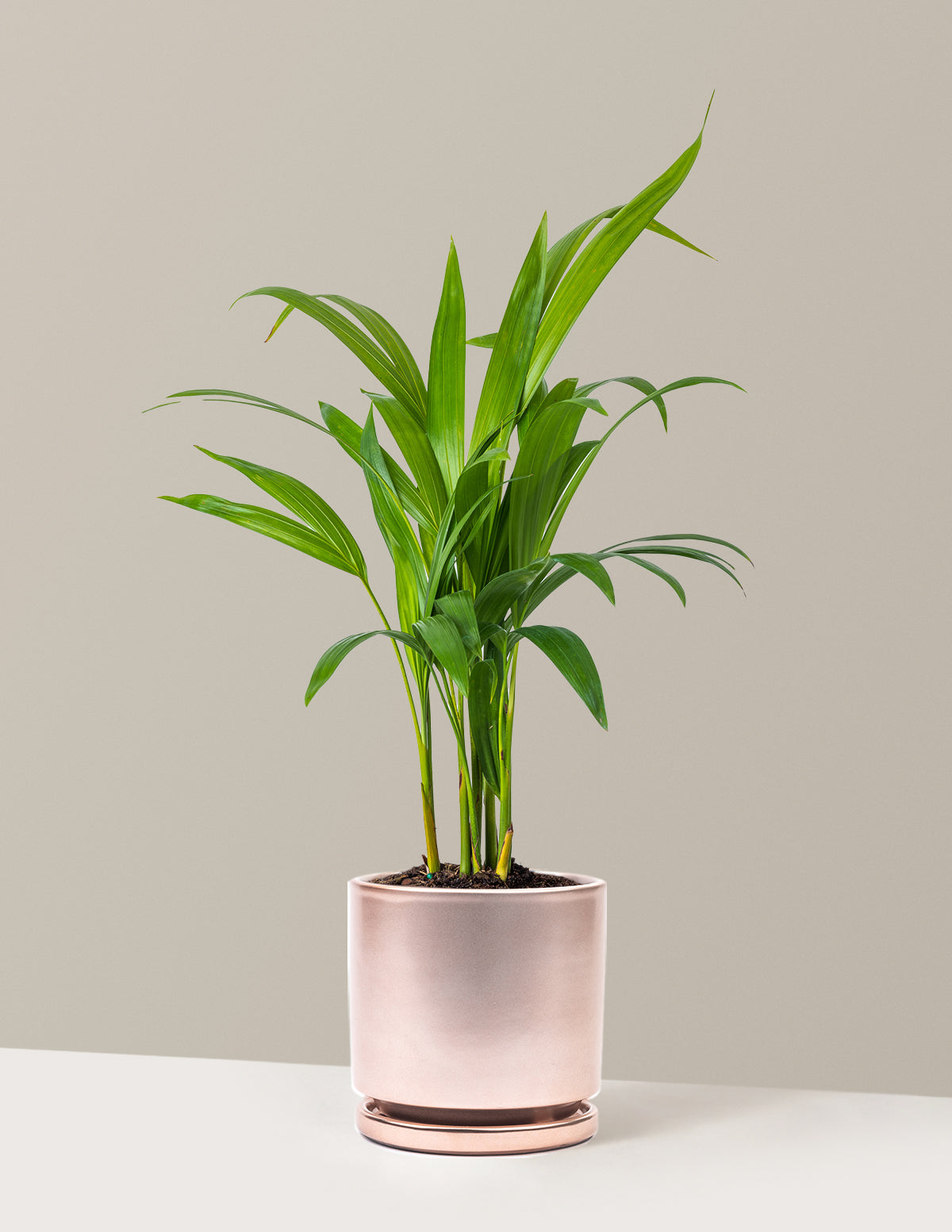 Areca Purifying Palm